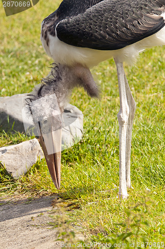 Image of Marabou stork