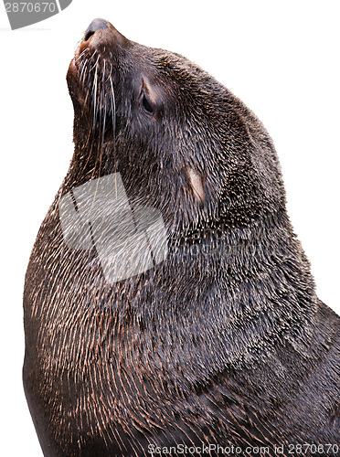 Image of Brown fur seal