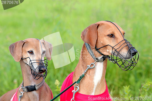 Image of Portrait of two Sighthound Azawakh on a green background