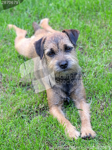 Image of Puppy Border Terrier on a meadow