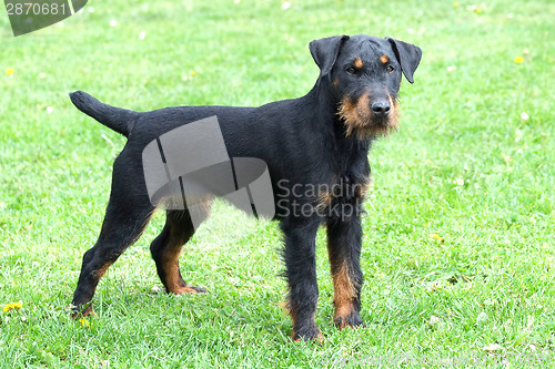 Image of Portrait of German Hunting Terrier on green grass lawn