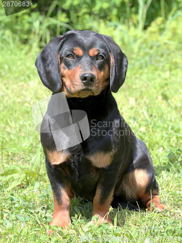 Image of Portrait of Black Alpine Daschbracke in the garden