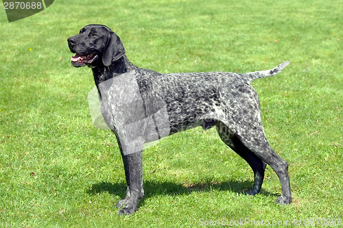 Image of Portrait of Black Roan dog on a green grass lawn