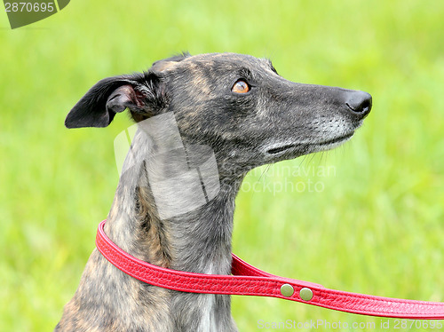 Image of Detail of grey Wippet dog on a green grass lawn