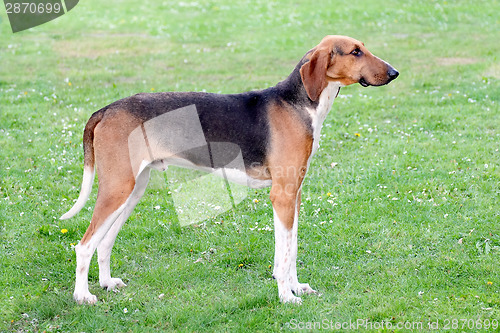 Image of Typical Scenthound Poitevin dog on a spring meadow