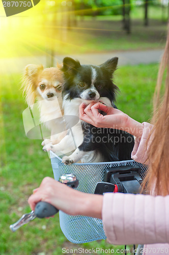 Image of bicycle walking with dogs