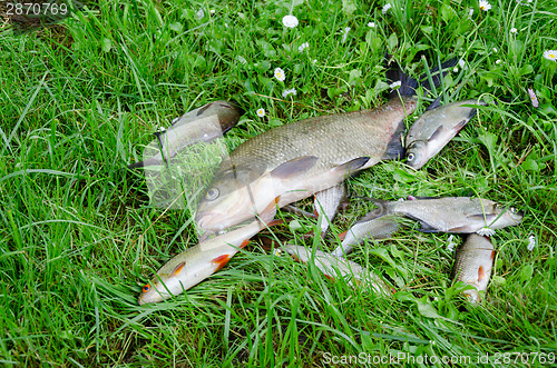 Image of large bream with small fish in meadow 