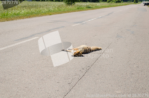 Image of Car killed dead fox animal body lay on road 