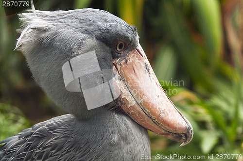 Image of Shoebill, side face	