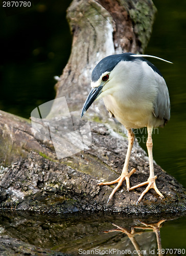 Image of Black-crowned night heron