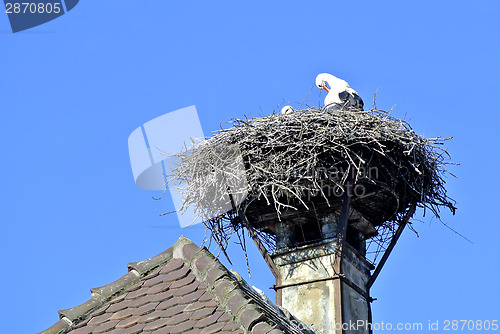 Image of Storks in a nest