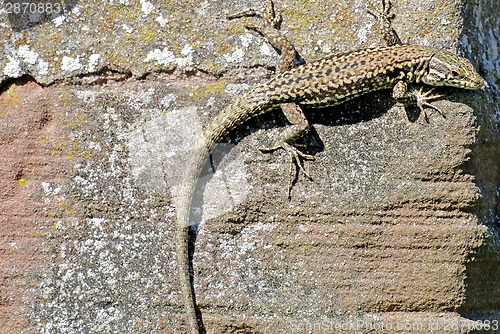 Image of Lizard