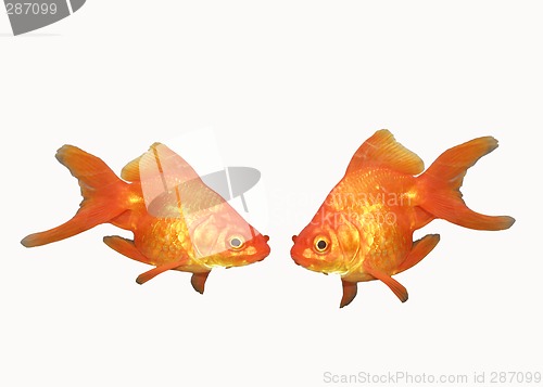 Image of two goldfishes