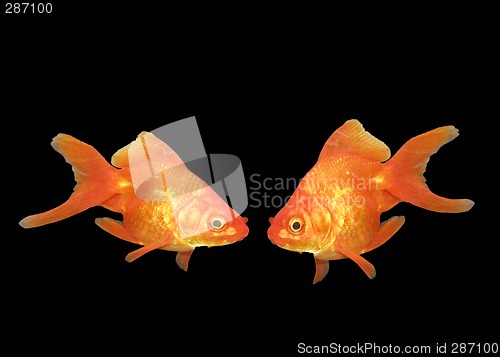 Image of goldfishes in black