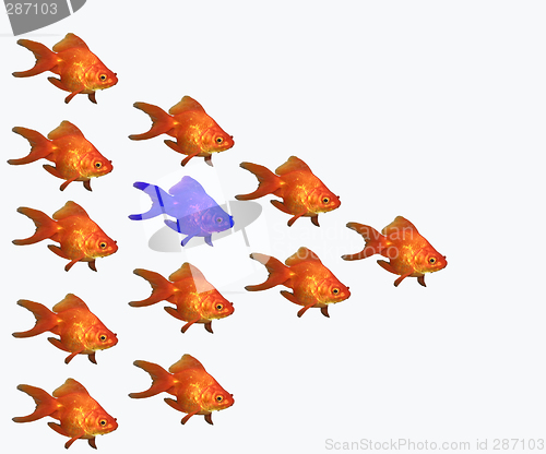 Image of goldfishes, one in blue