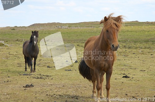 Image of Icelandic horses