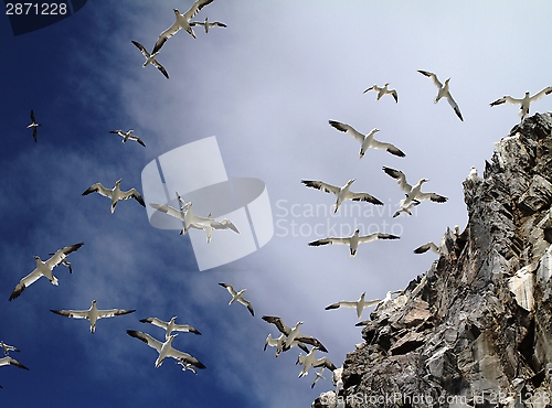 Image of Gannets flying around Bass Rock
