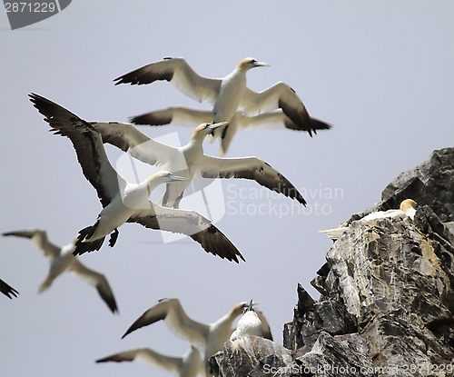 Image of Gannets