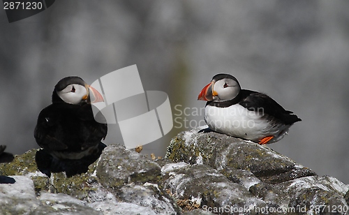 Image of Two puffins