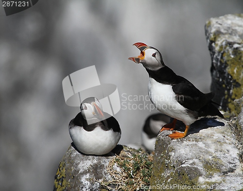 Image of Puffins