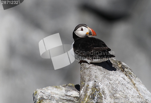 Image of Puffin