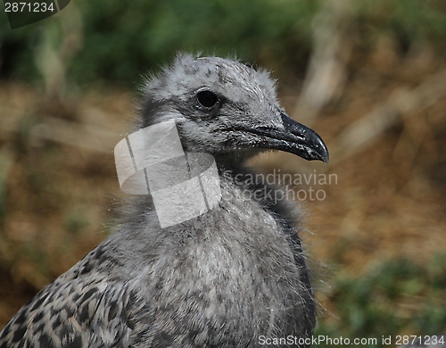 Image of Young gull