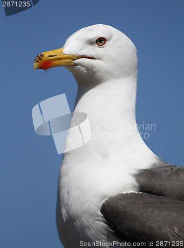 Image of Gull