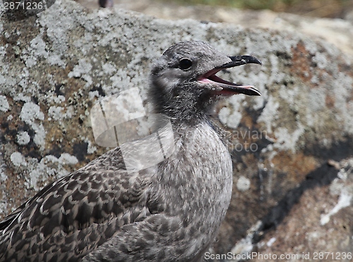 Image of Hungry gull chick