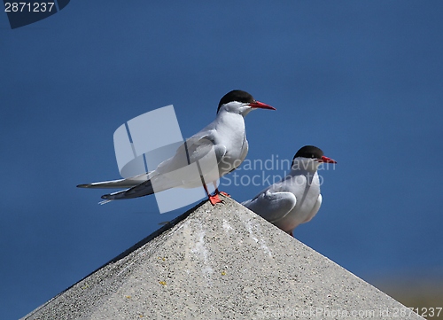 Image of Arctic terns