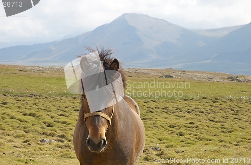 Image of Icelandic horse