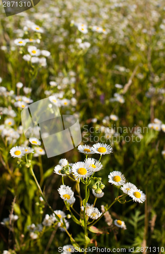 Image of White daisies