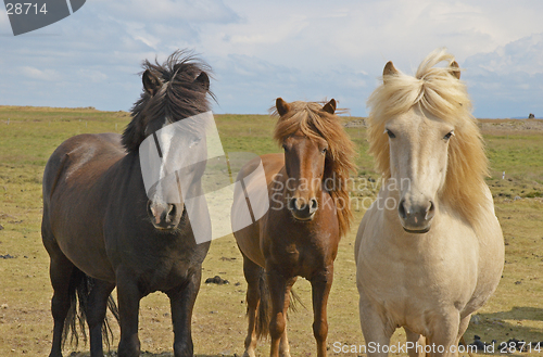 Image of Icelandic horses