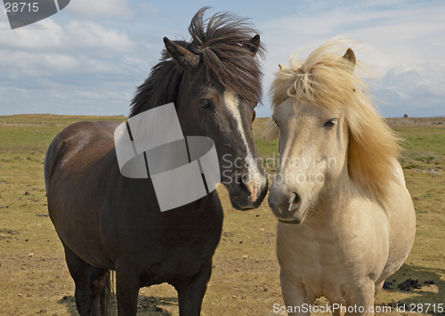 Image of Icelandic horses