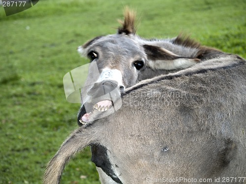 Image of Funny Donkey