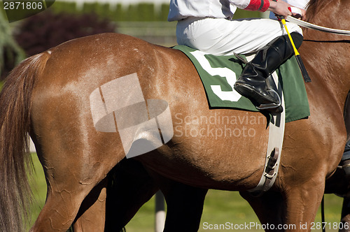 Image of Jockey Leads Number Five Horse to Start Gate at Racetrack