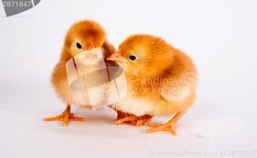 Image of Baby Chick Newborn Farm Chickens Standing White Rhode Island Red