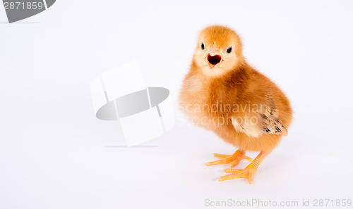 Image of Baby Chick Newborn Farm Chicken Standing Rhode Island Red