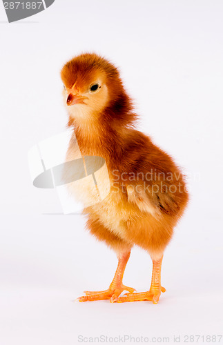 Image of Baby Chick Newborn Farm Chicken Standing Rhode Island Red