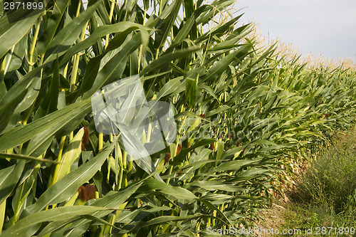 Image of Farmers Corn Field Crop Under Blue Sky Produce Food Commodity