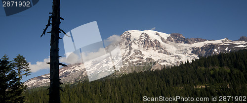 Image of Horizontal Composition Mt. Rainier Dense Forest Cascade Range Wa