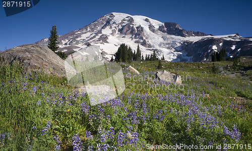 Image of Majestic Snowcapped Mountain Peak Mt. Rainier Wildflowers Cascad