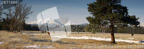 Image of Ranch Livestock at the Base of Three Sisters Mountains Oregon