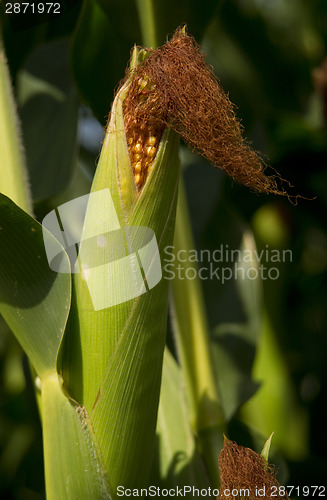 Image of Farmers Ear Corn Stalk Crop Cob in Husk Produce Food Commodity