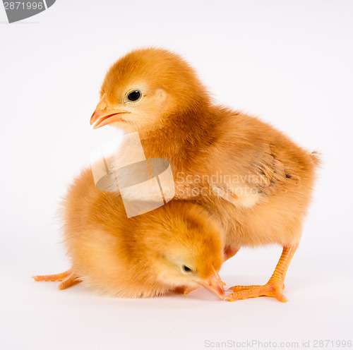Image of Baby Chick Newborn Farm Chickens Standing White Rhode Island Red