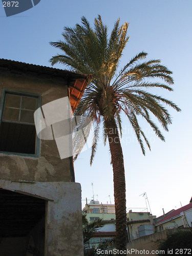 Image of Palm tree house. Nicosia. Cyprus