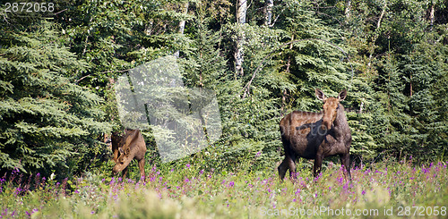 Image of Giant Alaskan Moose Female Leads Calf From Forest Wildflowers