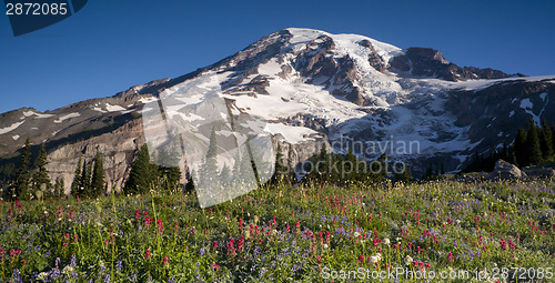 Image of Majestic Snowcapped Mountain Peak Mt. Rainier Wildflowers Cascad