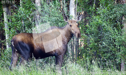 Image of Giant Alaskan Moose Female Feeds on Leaves Forest Edge