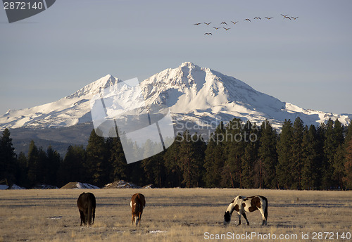 Image of Wild Geese Fly Migrate Mountain Winter Cascade Range Oregon Ranc