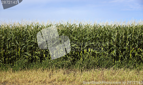 Image of Farmers Corn Field Crop Under Blue Sky Produce Food Commodity